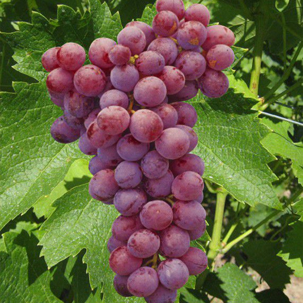 Raisin Italien rose ou blanc le kg eL'Avenue Le drive de L'Avenue