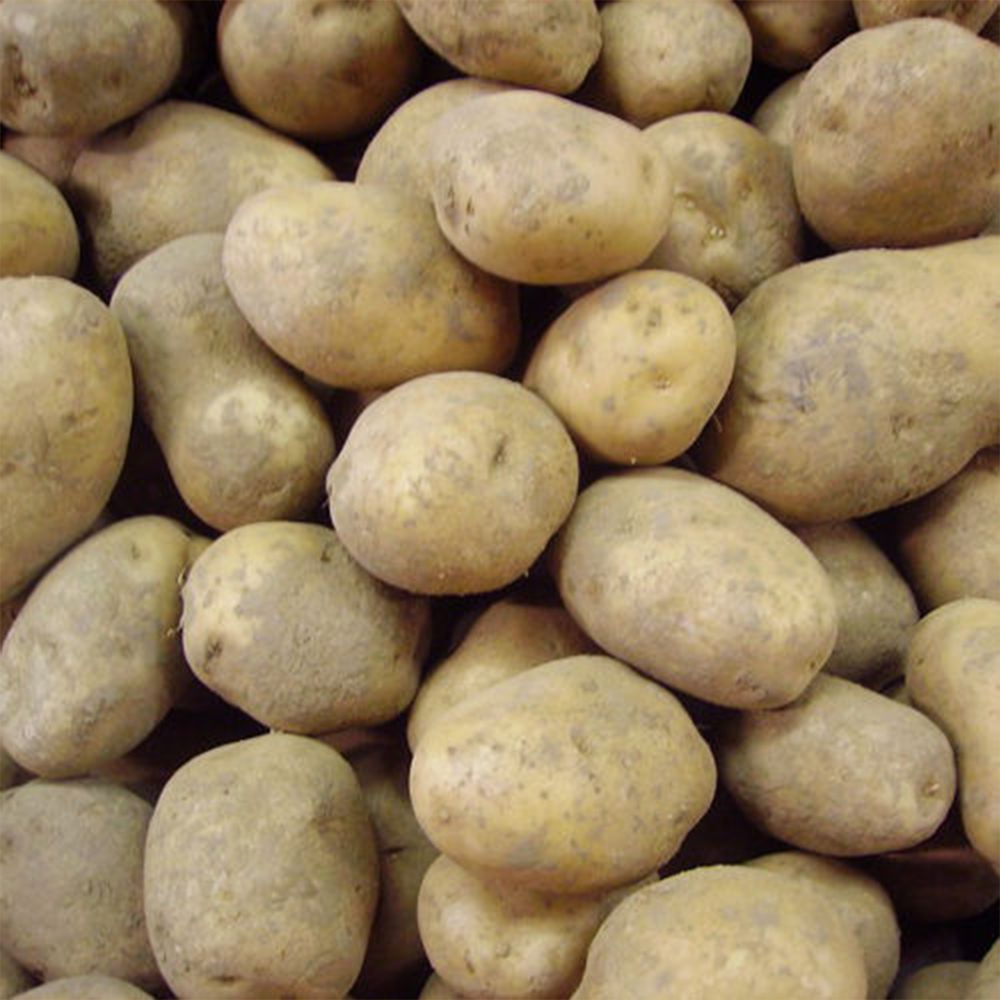 Pomme de terre "Bintje" de France le kg eL